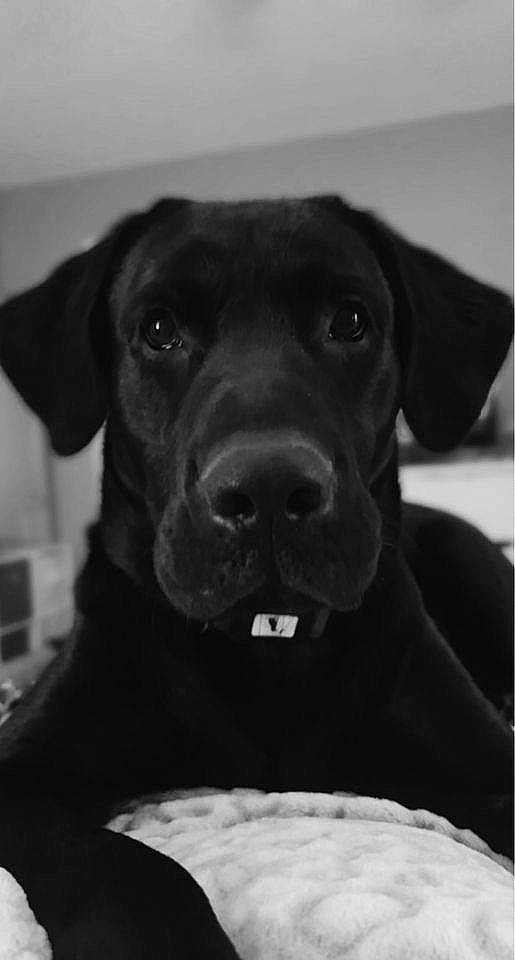 Briggs is registered to the contest to win money with this photo: black, borador, carnivore, collar, companion_dog, dog, dog_breed, dog_collar, eye, fur, grey, head, jaw, monochrome, monochrome_photography, snout, sporting_group, whiskers, white, working_animal