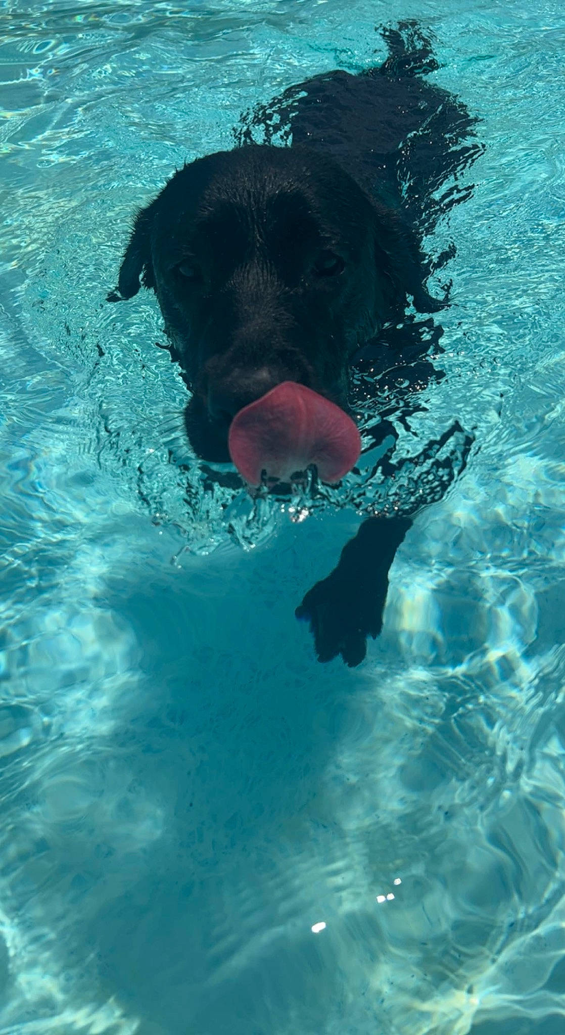 Briggs joined the competition — help win amazing prizes! canidae, carnivore, dog, dog_breed, fun, lake, leisure, liquid, marine_mammal, ocean, personal_protective_equipment, recreation, reflection, shadow, sporting_group, swimming_pool, underwater, water, wave, working_animal