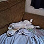 Jasmine is registered to the contest to win money with this photo: cat, upside_down, sleeping, cozy, couch, blanket, furry, relaxed, indoor, pet, white_fur, brown_fur, paw, resting, comfort, feline, cute, domestic, animal, home