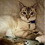 Jasmine is registered to the contest to win money with this photo: cat, feline, pet, collar, tag, blue_eyes, fur, whiskers, paw_print_blanket, cozy, relaxed, indoor, cute, animal, mammal, resting, looking_at_camera, soft_texture, tabby, domestic_cat