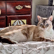 Jasmine is registered to the contest to win money with this photo: cat, blue_eyes, bed, blanket, furniture, wooden_dresser, ornate_handle, cat_tree, indoor, pet, resting, fur, striped, comfort, sunlight, cozy, home, animal, whiskers, relaxed