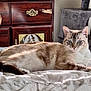 cat, blue_eyes, bed, blanket, furniture, wooden_dresser, ornate_handle, cat_tree, indoor, pet, resting, fur, striped, comfort, sunlight, cozy, home, animal, whiskers, relaxed