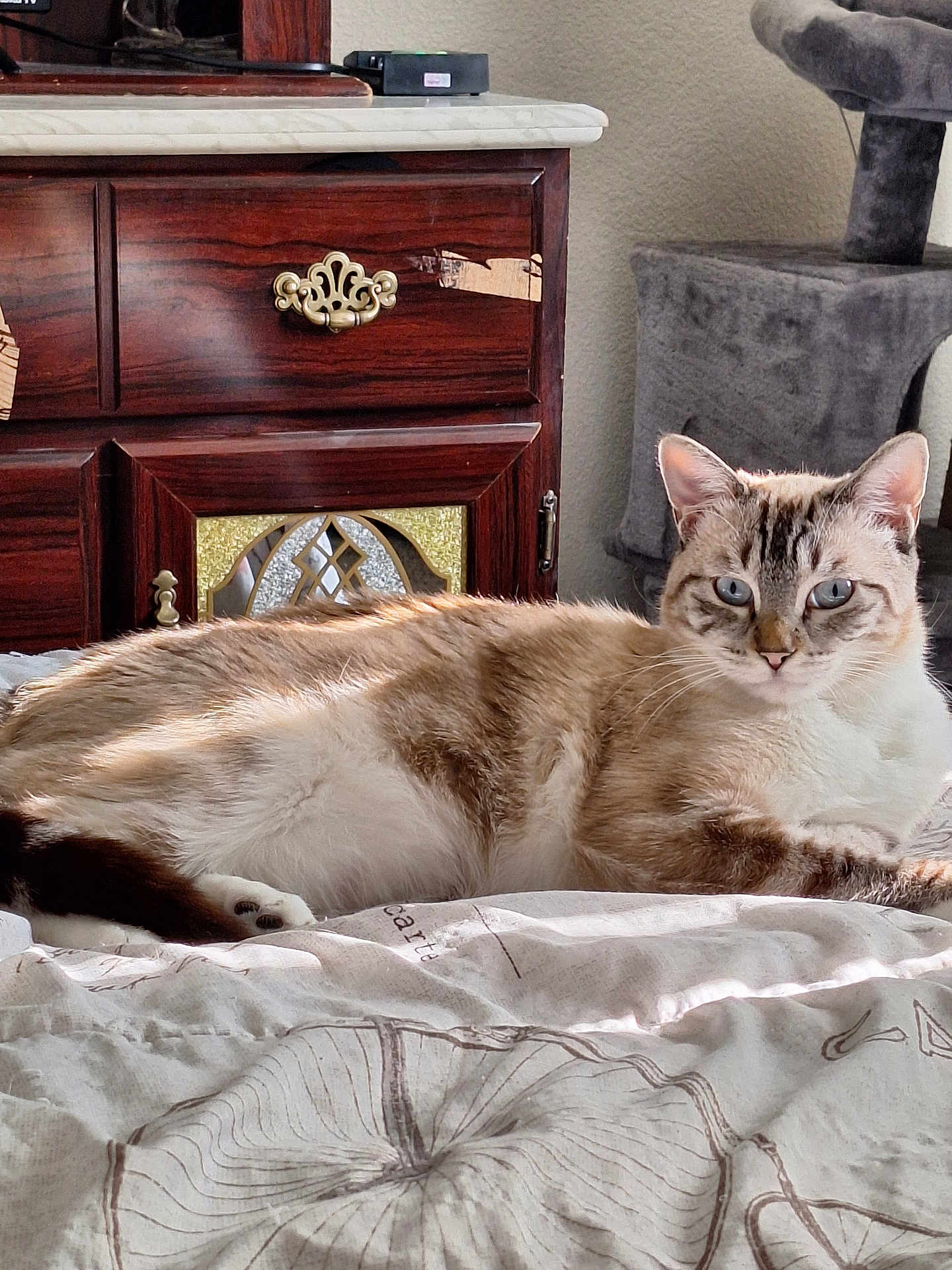Jasmine is registered to the contest to win money with this photo: cat, blue_eyes, bed, blanket, furniture, wooden_dresser, ornate_handle, cat_tree, indoor, pet, resting, fur, striped, comfort, sunlight, cozy, home, animal, whiskers, relaxed