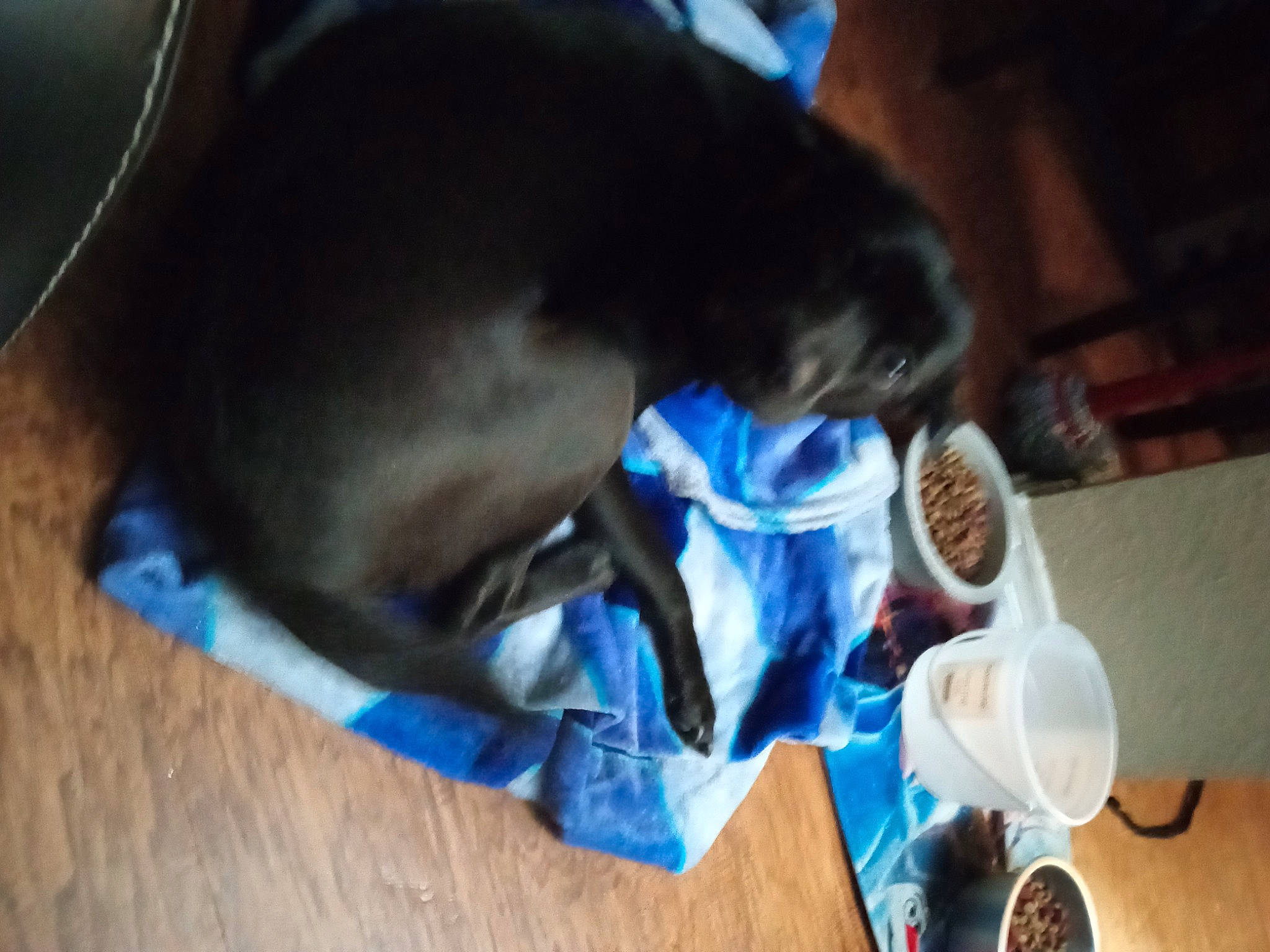 Eclipse joined the competition — help win amazing prizes! audio_equipment, canidae, carnivore, comfort, companion_dog, dog, dog_breed, electric_blue, felidae, flooring, fur, guard_dog, hardwood, small_to_medium_sized_cats, table, tableware, tail, whiskers, wood, working_animal