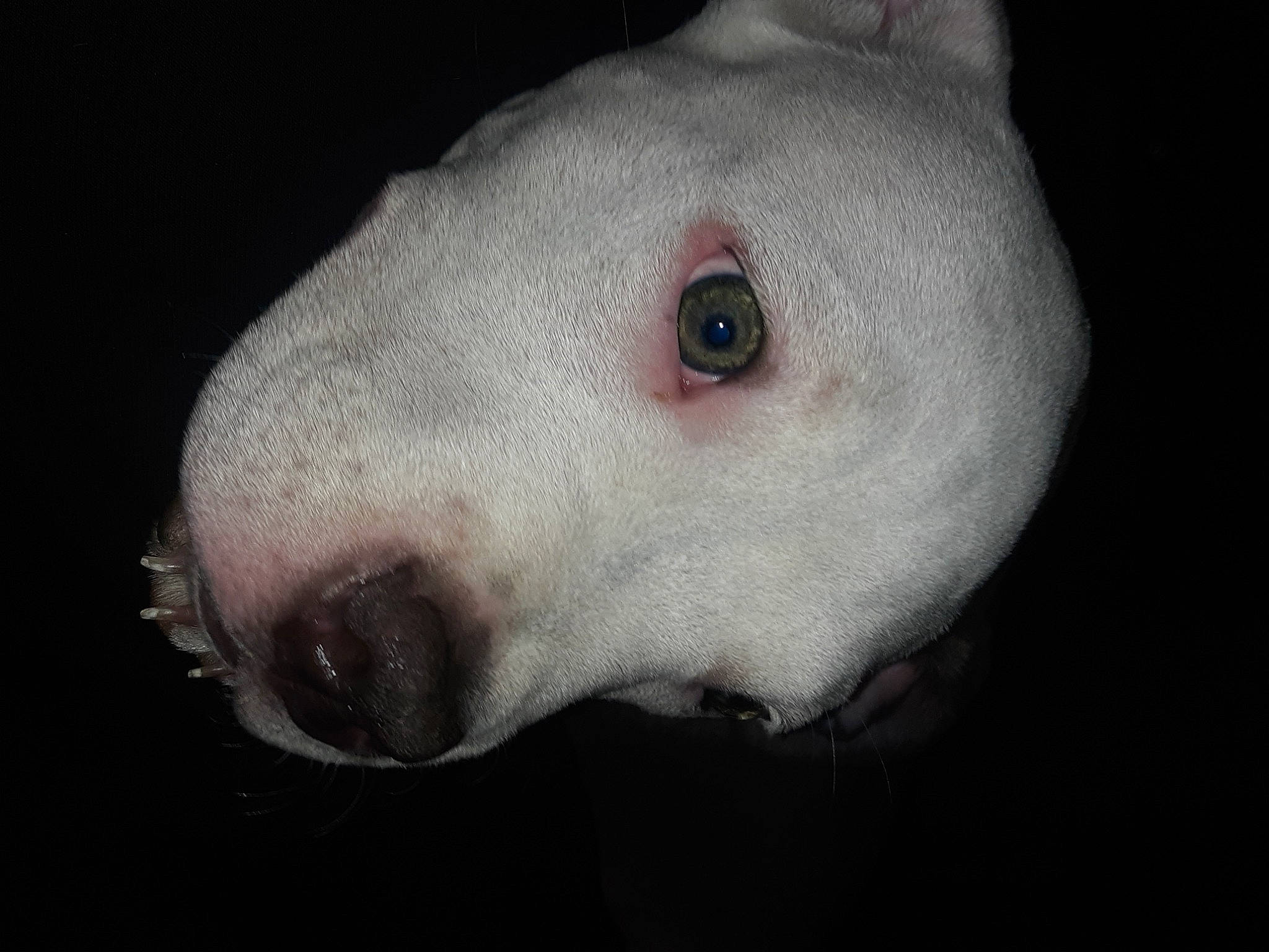 Menace is registered to the contest to win money with this photo: canidae, carnivore, darkness, dog, dog_breed, ear, eye, flash_photography, flesh, fur, head, human_body, jaw, monochrome_photography, no_expression, non_sporting_group, snout, sporting_group, terrestrial_animal, whiskers