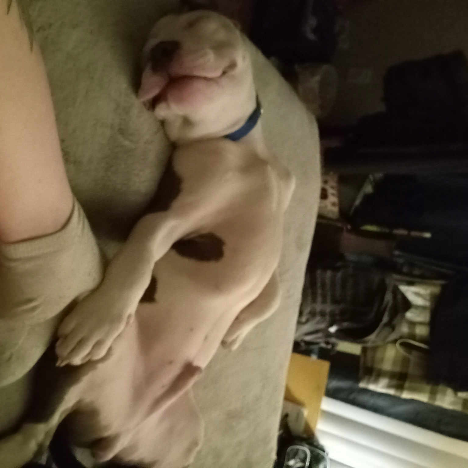 Menace joined the competition — help win amazing prizes! abdomen, barechested, chest, comfort, couch, elbow, flesh, fur, gesture, human_leg, knee, linens, nail, room, sportswear, thigh, thumb, trunk, waist, wrist