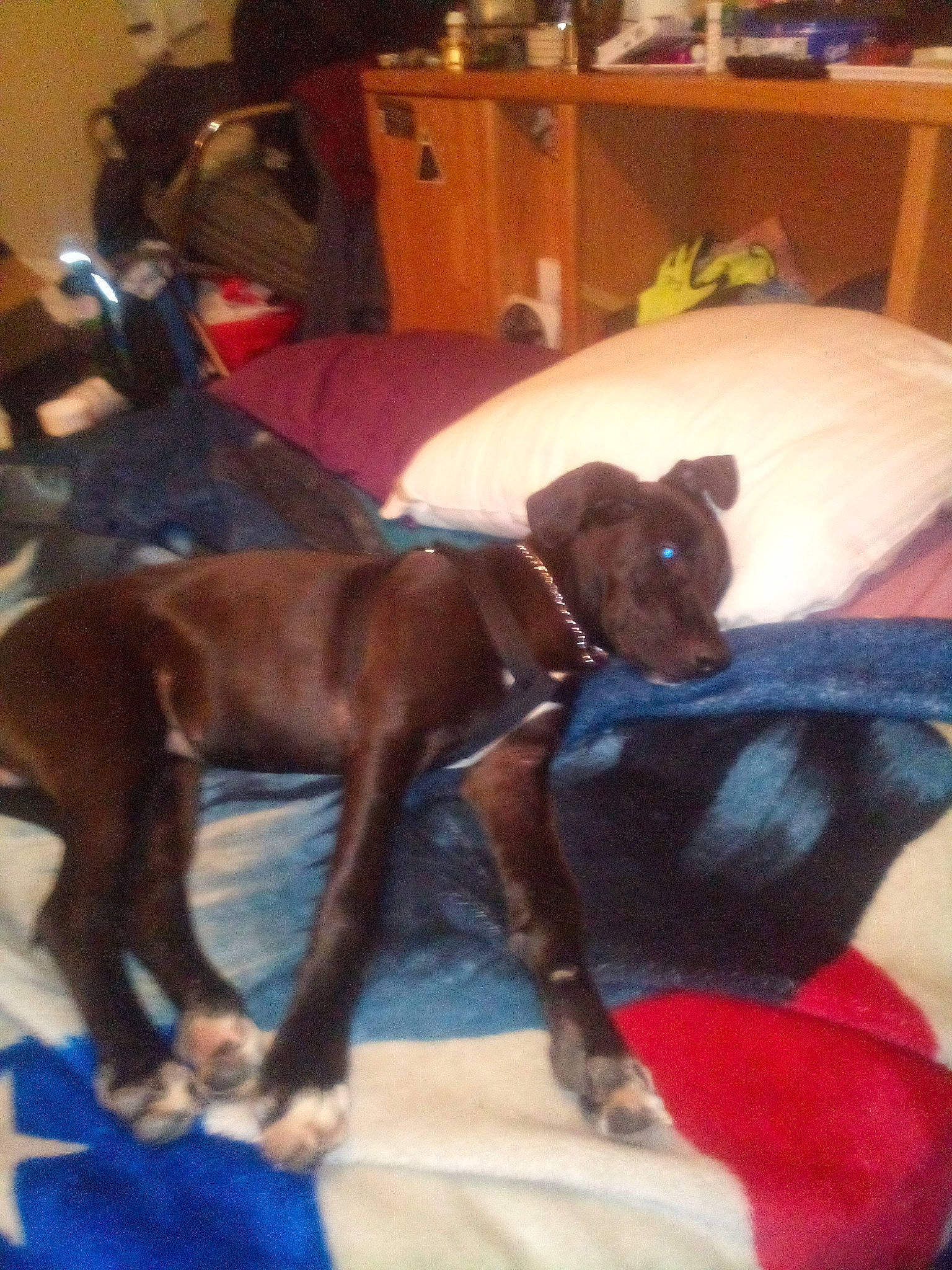 Drupie joined the competition — help win amazing prizes! cabinetry, canidae, carnivore, collar, comfort, companion_dog, dog, dog_breed, fawn, floor, flooring, guard_dog, hardwood, liver, room, sporting_group, tail, toy_dog, wood, working_animal