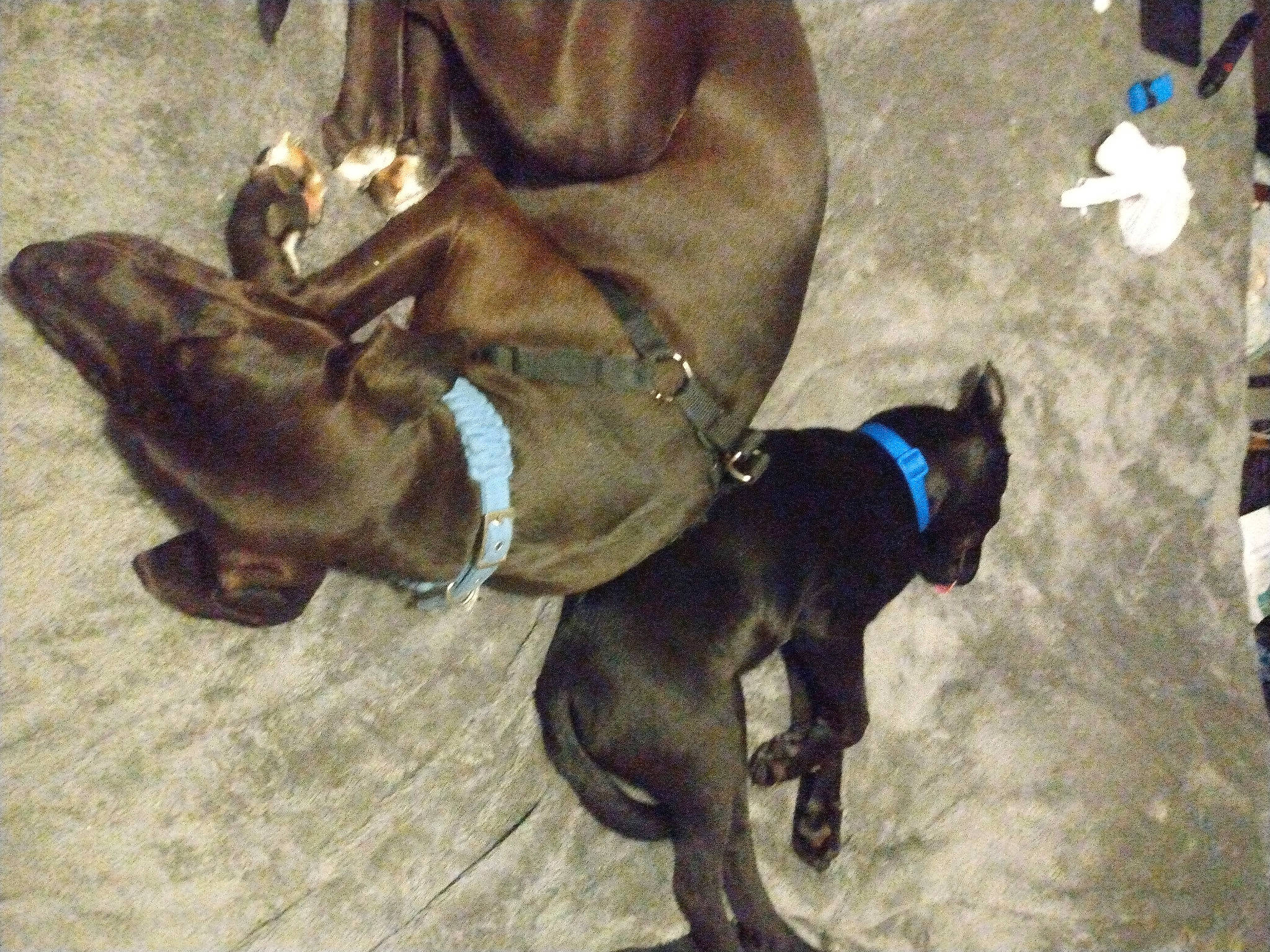 Drupie is registered to the contest to win money with this photo: carnivore, collar, companion_dog, dog, dog_breed, dog_collar, dog_supply, fashion_accessory, fawn, fur, leash, liver, paw, pet_supply, snout, sporting_group, tail, weimaraner, whiskers, working_animal