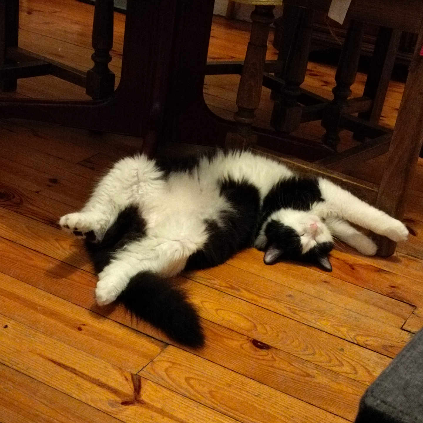 Vicky participe au concours pour gagner de l'argent avec cette photo : animal, black_and_white, cat, cozy, cute, domestic, feline, floor, fur, home, indoor, mammal, paw, pet, relaxed, resting, sleeping, table_leg, whiskers, wooden_floor