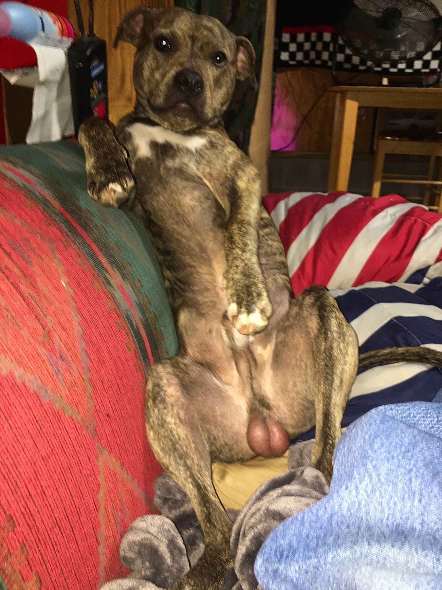 Dog is registered to the contest to win money with this photo: canidae, carnivore, chair, comfort, companion_dog, dog, dog_breed, dog_supply, fawn, felidae, fur, grey, marsupial, paw, snout, tail, terrestrial_animal, toy_dog, whiskers, working_animal