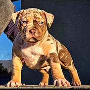 Split participe au concours pour gagner de l'argent avec cette photo : puppy, dog, animal, pet, cute, standing, brown_spots, short_hair, young, outdoor, sunlight, portrait, closeup, front_view, paws, ears, nose, whiskers, adorable, expression