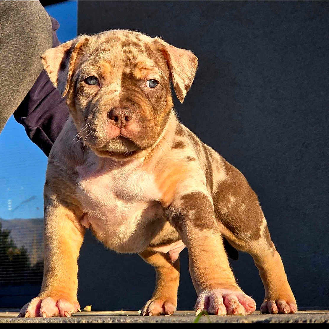 Split participe au concours pour gagner de l'argent avec cette photo : adorable, animal, brown_spots, closeup, cute, dog, ears, expression, front_view, nose, outdoor, paws, pet, portrait, puppy, short_hair, standing, sunlight, whiskers, young