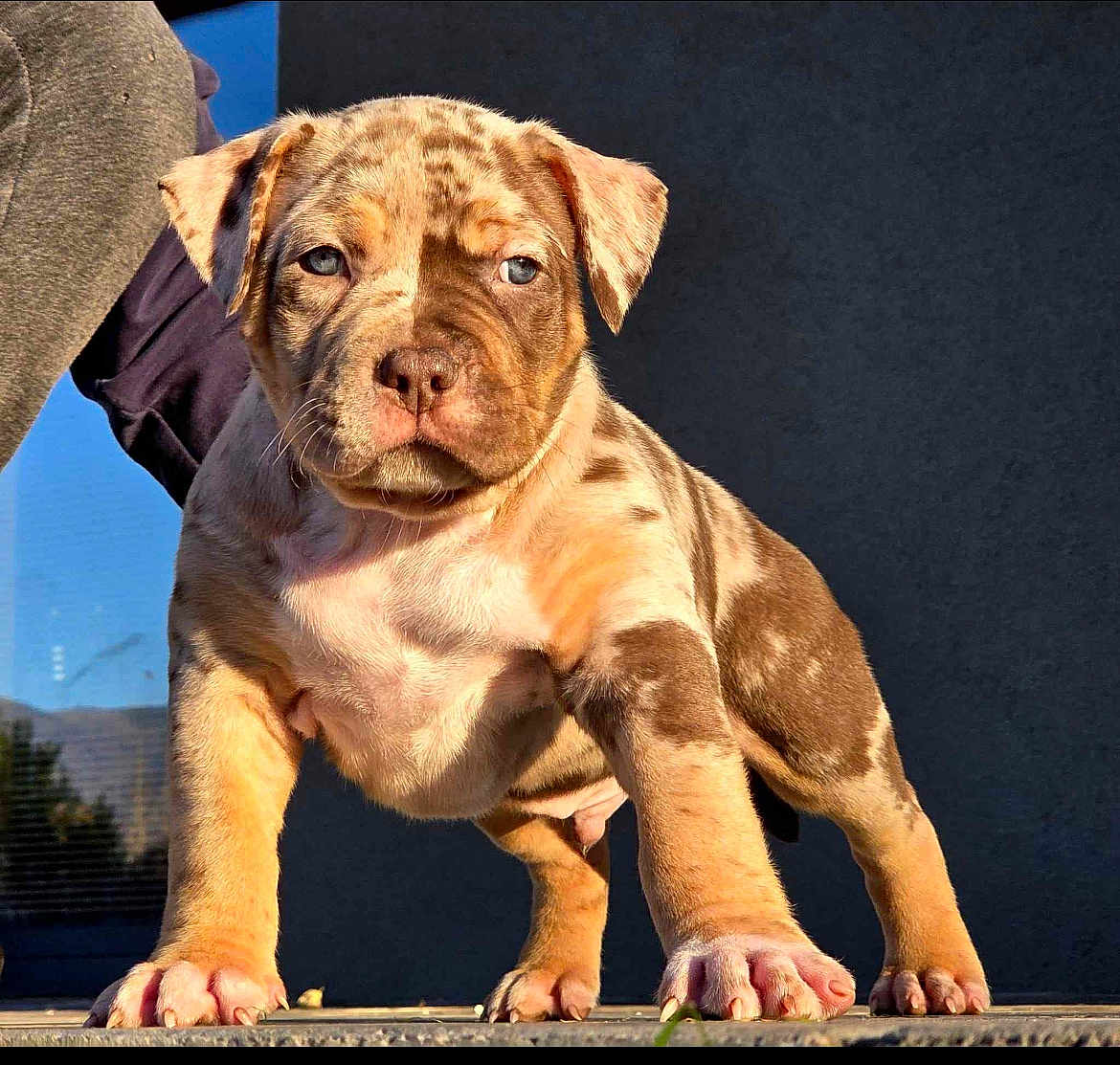 Split participe au concours pour gagner de l'argent avec cette photo : puppy, dog, animal, pet, cute, standing, brown_spots, short_hair, young, outdoor, sunlight, portrait, closeup, front_view, paws, ears, nose, whiskers, adorable, expression