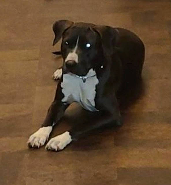 Copper is registered to the contest to win money with this photo: borador, canidae, carnivore, companion_dog, dog, dog_breed, fawn, floor, flooring, fur, hardwood, laminate_flooring, paw, snout, sporting_group, tail, terrestrial_animal, wood, wood_flooring, working_animal