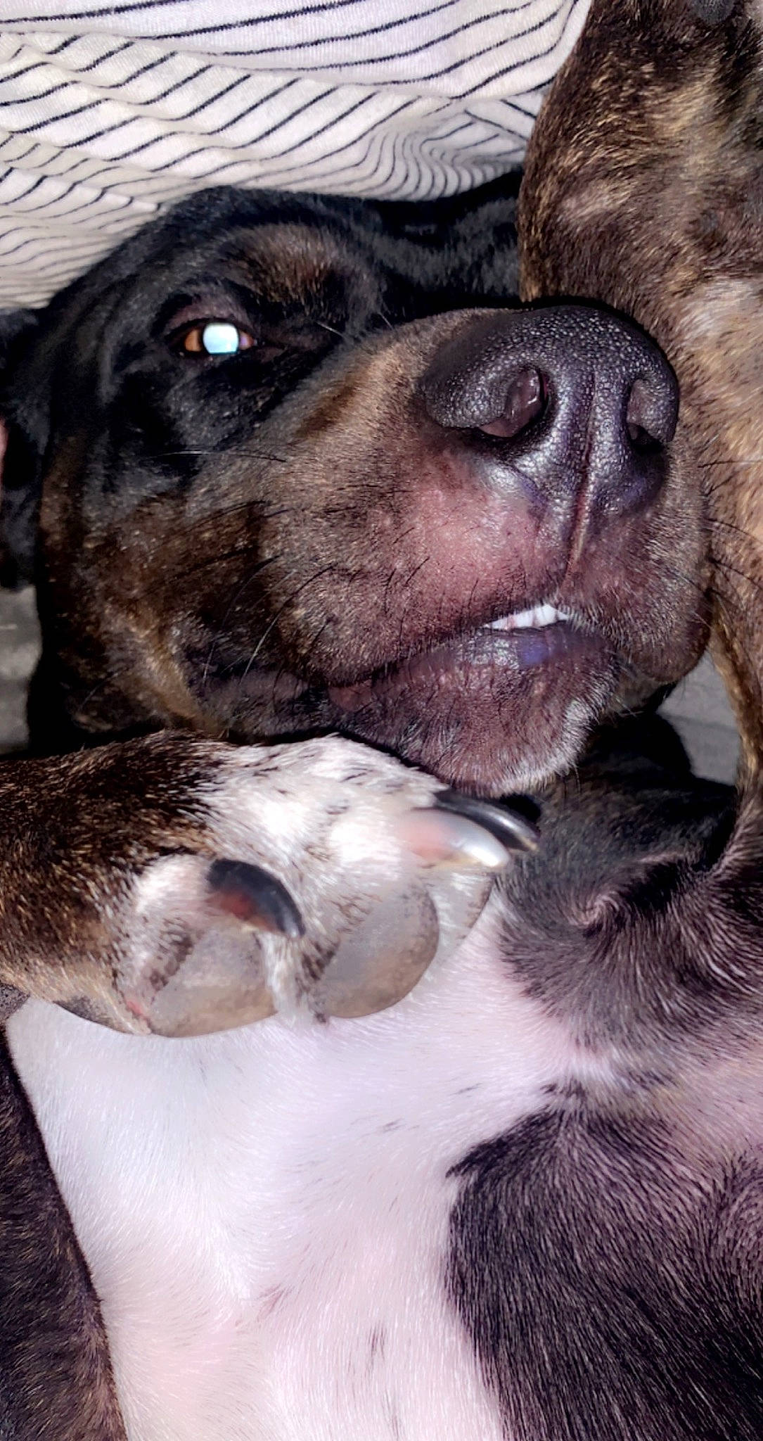 Bruno is registered to the contest to win money with this photo: canidae, carnivore, collar, companion_dog, dog, dog_breed, fawn, fur, guard_dog, liver, natural_material, non_sporting_group, paw, snout, sporting_group, terrestrial_animal, whiskers, working_animal, working_dog