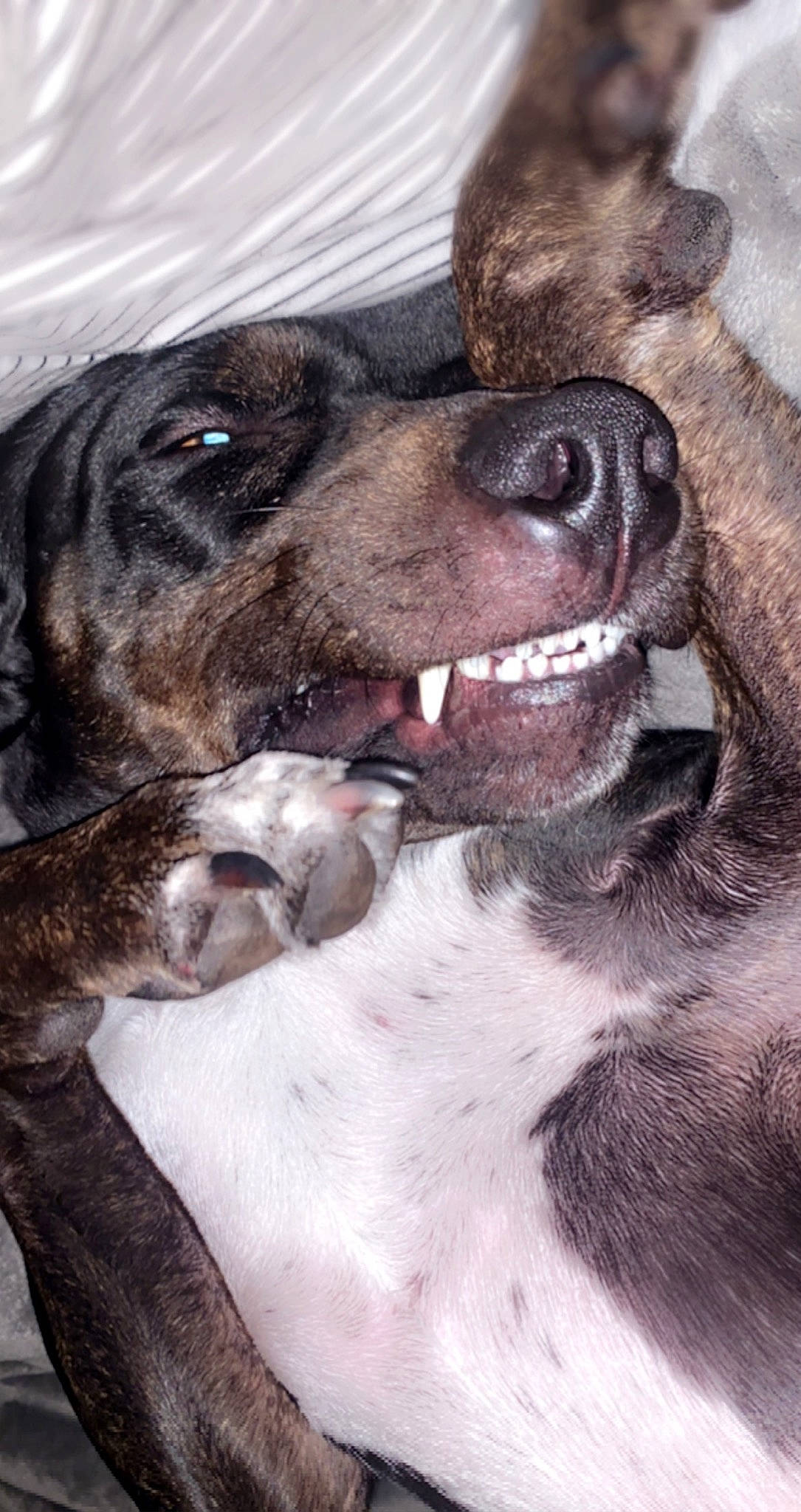 Bruno joined the competition — help win amazing prizes! biting, canidae, carnivore, collar, companion_dog, dog, dog_breed, dog_collar, fawn, fur, giant_dog_breed, liver, mammal, paw, snout, sporting_group, terrestrial_animal, whiskers, working_animal, working_dog