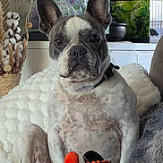 Joyce participe au concours pour gagner de l'argent avec cette photo : french_bulldog, dog, pet, toy, orange_toy, couch, blanket, cozy, indoor, fish_tank, decor, dried_plants, fur, ears, face, sitting, looking_at_camera, home, animal, companion