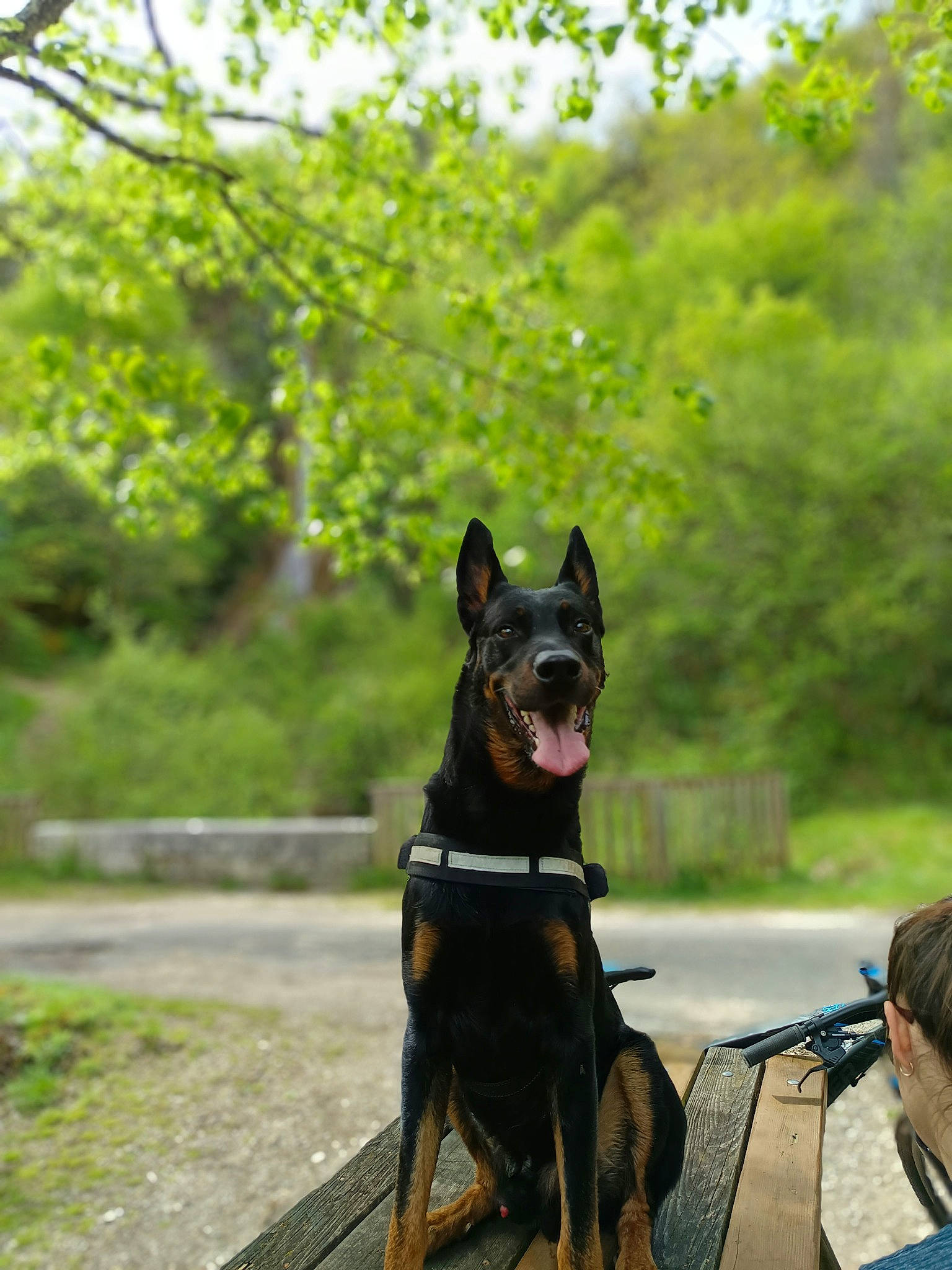 Oscar participe au concours pour gagner de l'argent avec cette photo : adventure, canidae, carnivore, collar, companion_dog, dog, dog_breed, dog_collar, fashion_accessory, grass, guard_dog, leash, plant, snout, sporting_group, tail, tree, water, working_animal, working_dog