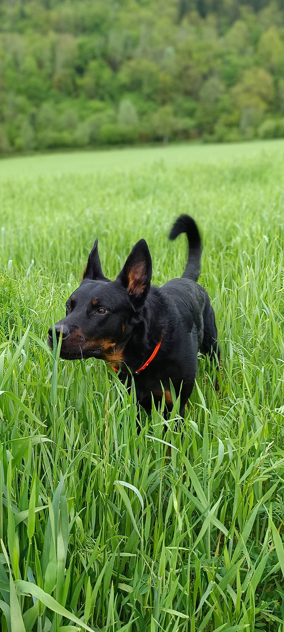 Oscar a rejoint le concours — aidez-le/la à gagner de superbes lots ! carnivore, collar, companion_dog, dog, dog_breed, dog_supply, flower, grass, grassland, guard_dog, herbaceous_plant, lawn, pasture, plant, snout, sporting_group, tail, terrestrial_plant, working_animal, working_dog