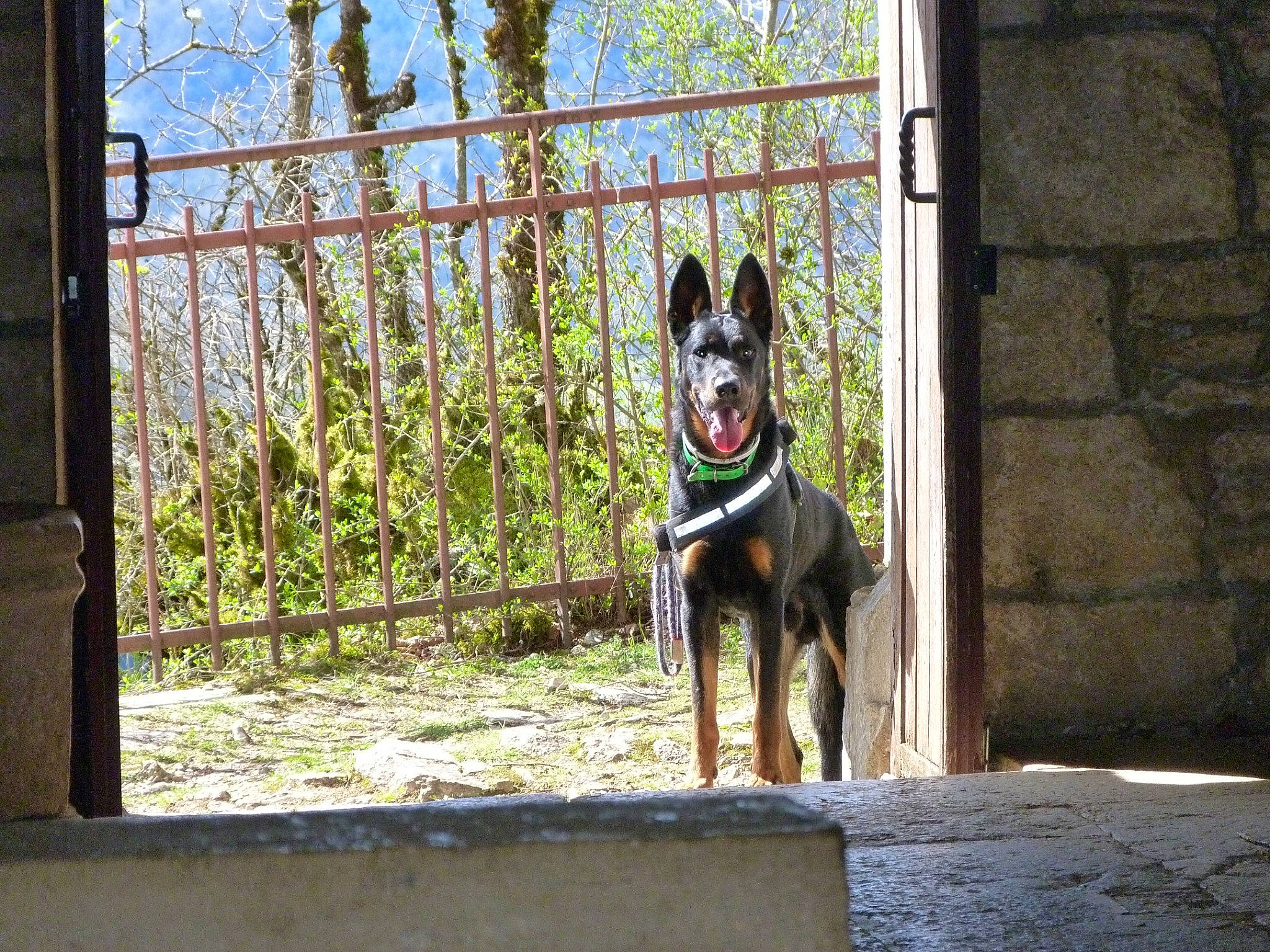 Oscar a rejoint le concours — aidez-le/la à gagner de superbes lots ! carnivore, collar, companion_dog, dog, dog_breed, dog_collar, dog_supply, door, fawn, fence, house, pet_supply, plant, sky, snout, sporting_group, tints_and_shades, tree, window, working_animal