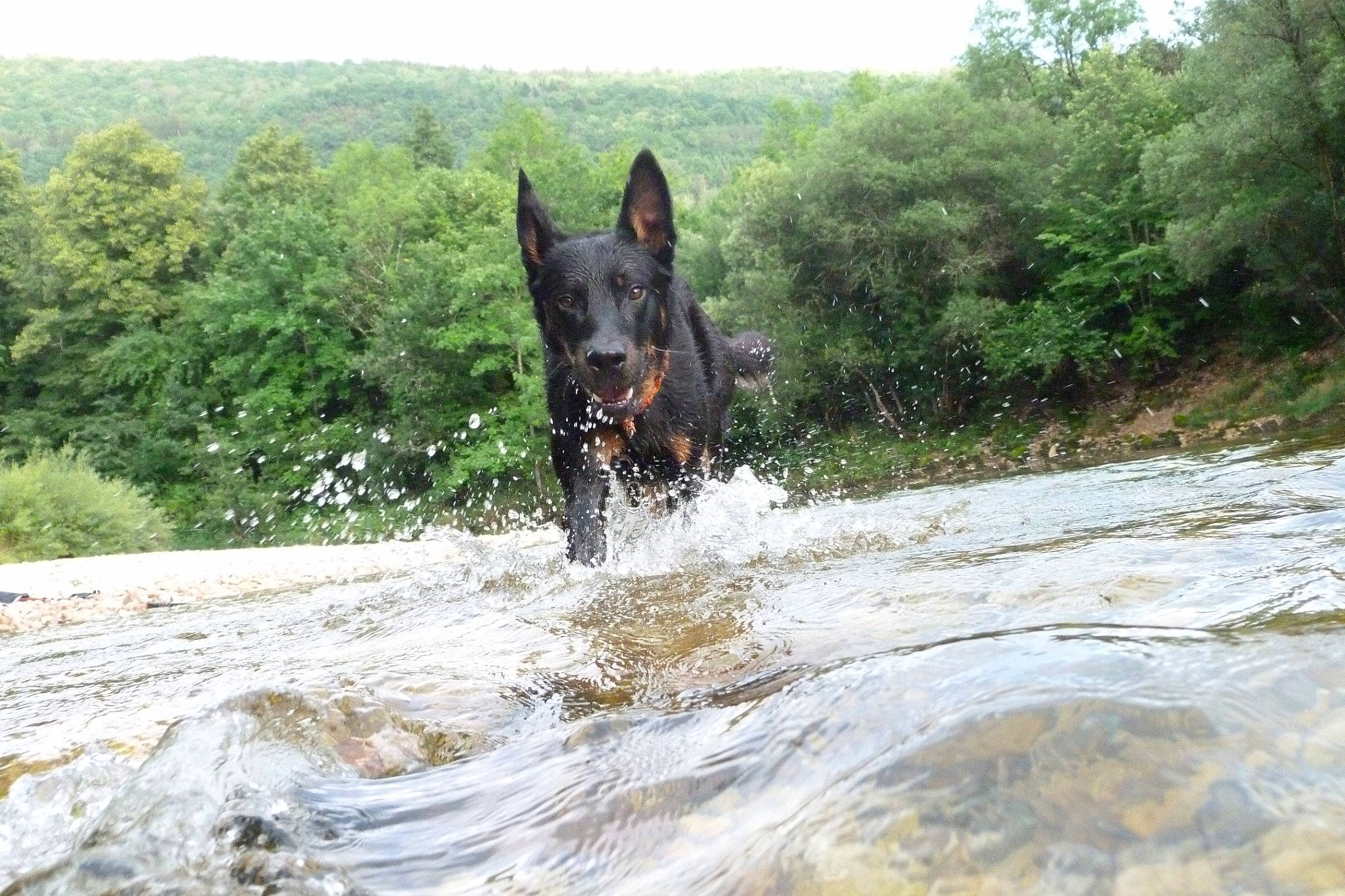 Oscar a rejoint le concours — aidez-le/la à gagner de superbes lots ! canidae, carnivore, dog, dog_breed, event, fluvial_landforms_of_streams, ford, german_shepherd_dog, grass, lake, landscape, liver, pack_animal, plant, snout, sporting_group, tree, water, watercourse, working_animal