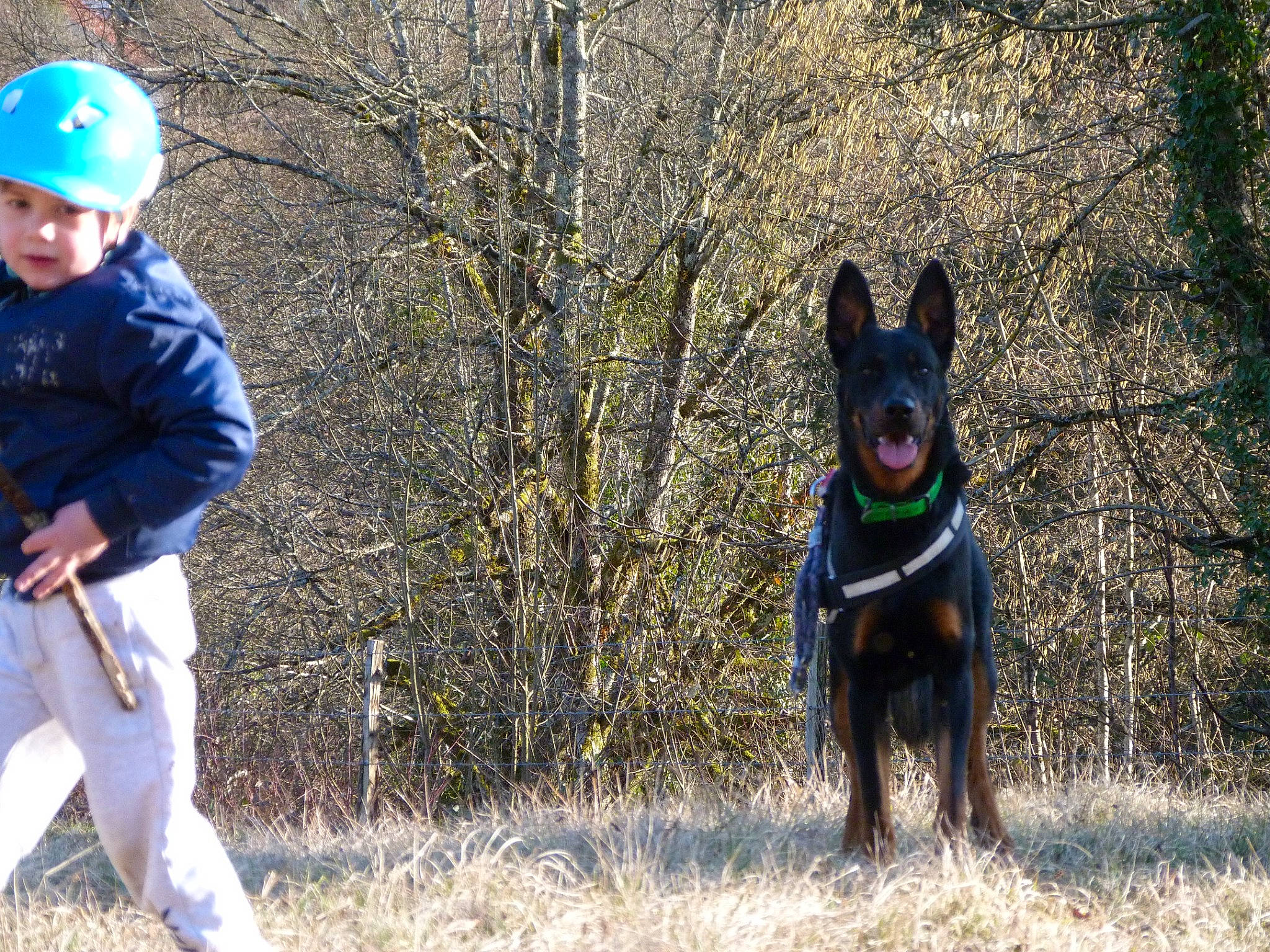 Oscar a rejoint le concours — aidez-le/la à gagner de superbes lots ! blue, cap, carnivore, companion_dog, dog, dog_breed, dog_supply, electric_blue, fawn, fun, grass, helmet, people_in_nature, personal_protective_equipment, plant, recreation, sporting_group, sports_gear, toddler, tree
