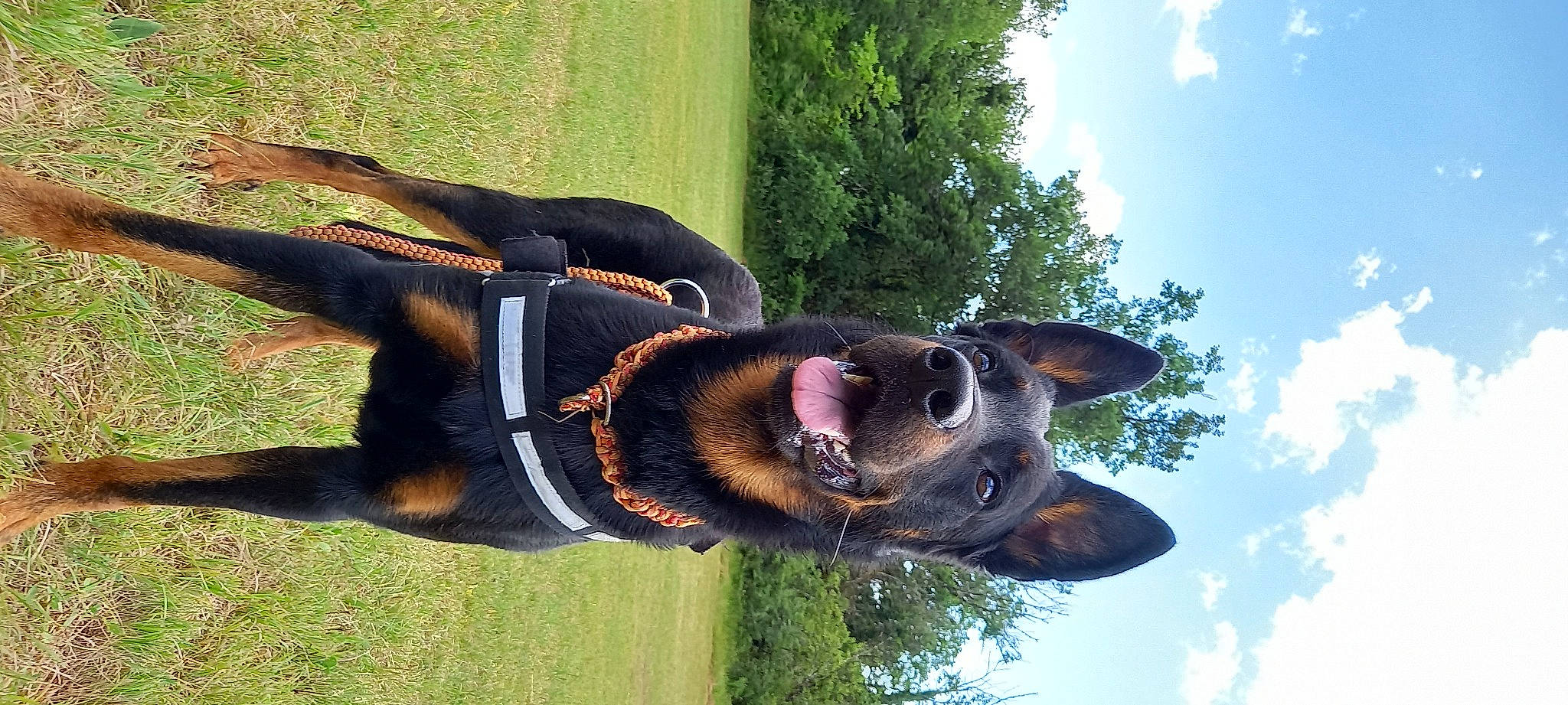 Oscar a rejoint le concours — aidez-le/la à gagner de superbes lots ! bridle, canidae, carnivore, cloud, collar, companion_dog, dog, dog_breed, eyewear, fawn, grass, leash, personal_protective_equipment, plant, sky, snout, sporting_group, sunglasses, tree, working_animal