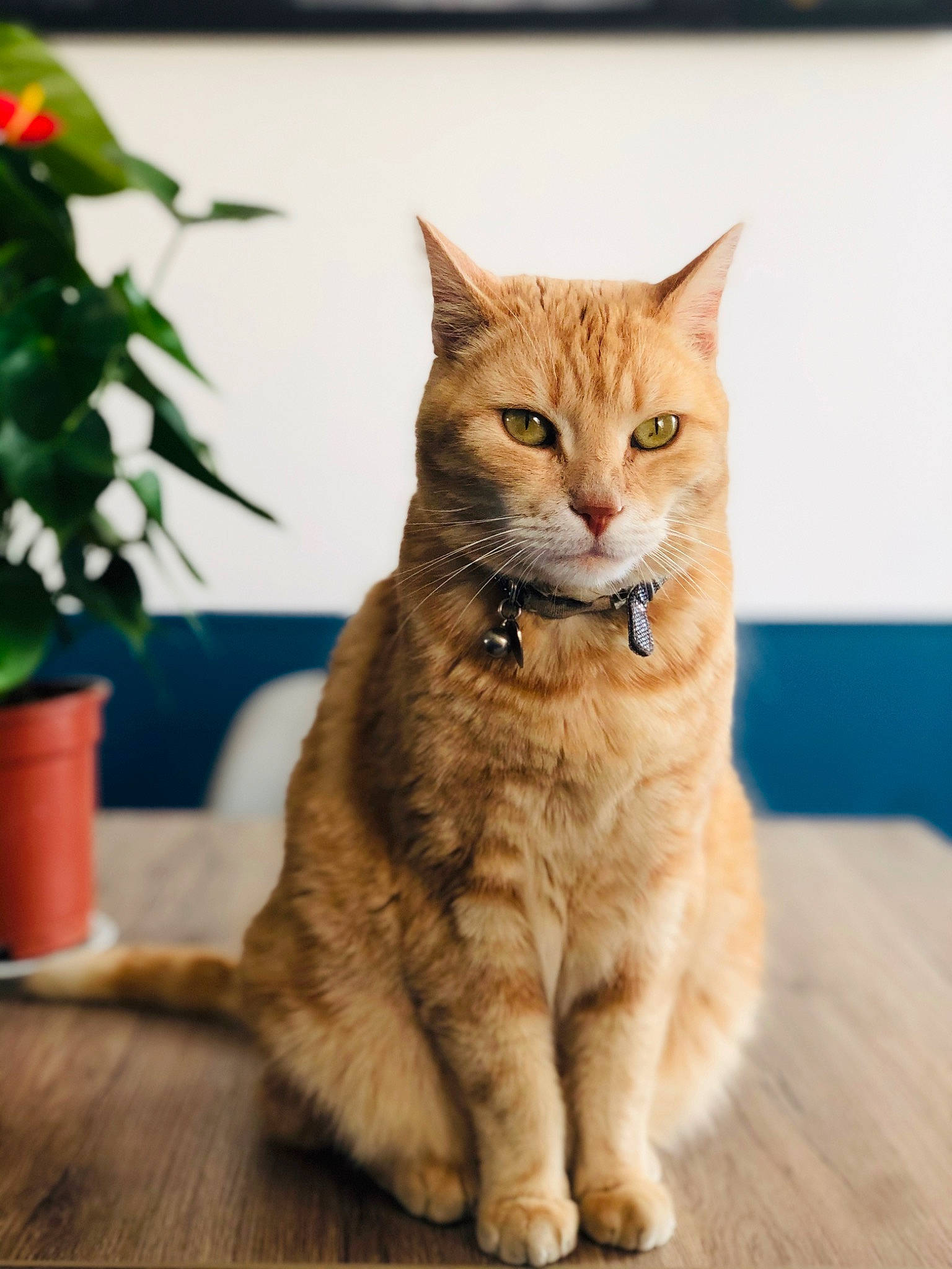 Lucky participe au concours pour gagner de l'argent avec cette photo : carnivore, cat, claw, domestic_short_haired_cat, fawn, felidae, flooring, flowerpot, fur, gesture, houseplant, paw, plant, sitting, small_to_medium_sized_cats, snout, tail, terrestrial_animal, whiskers, wood
