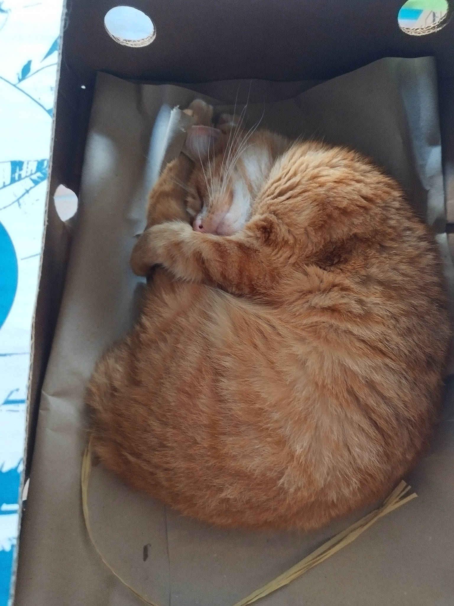 Titeuf a rejoint le concours — aidez-le/la à gagner de superbes lots ! carnivore, cat, cat_supply, claw, comfort, domestic_short_haired_cat, fawn, felidae, fur, nap, sleep, small_to_medium_sized_cats, tail, whiskers, wood