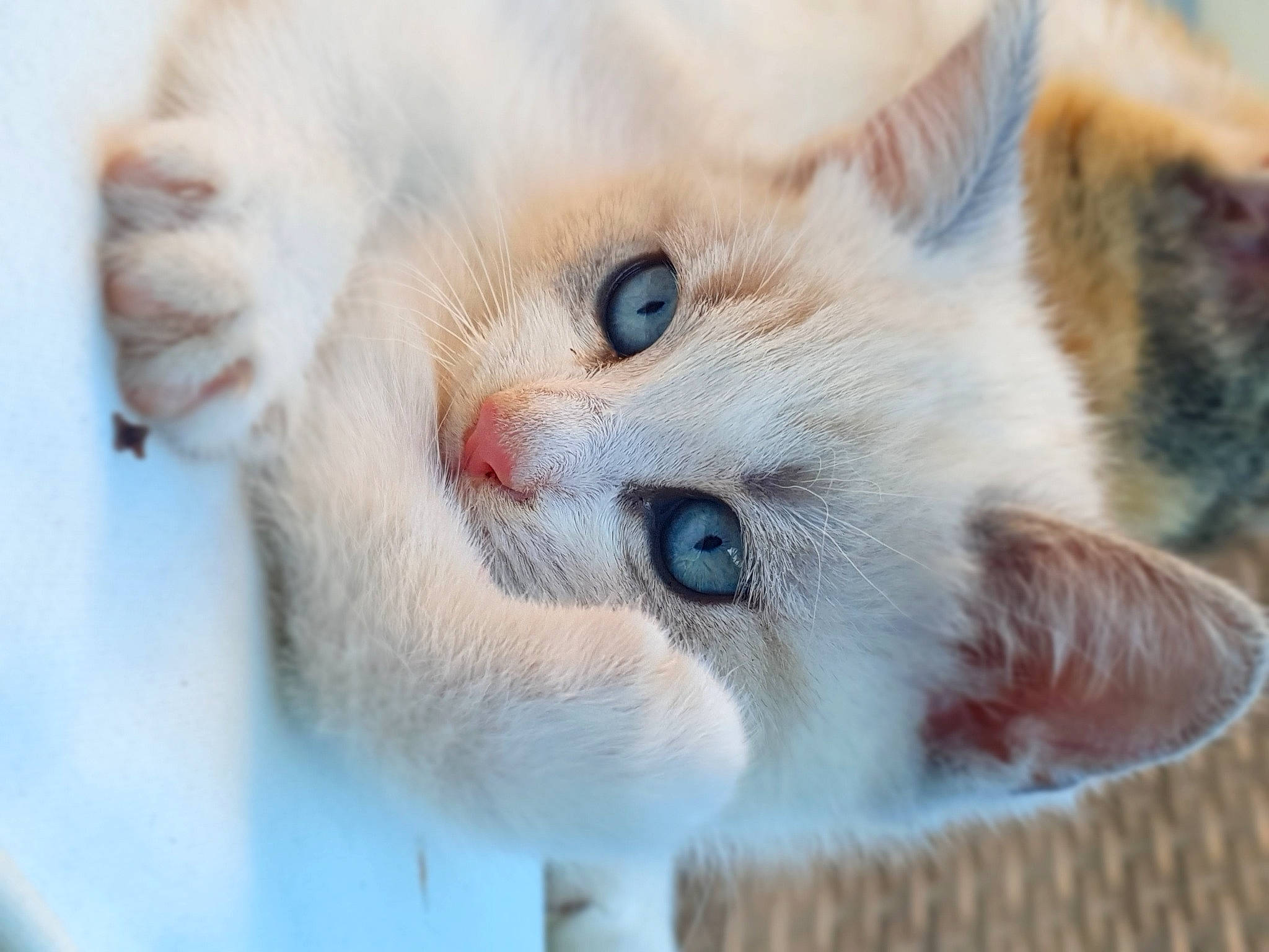 Cream participe au concours pour gagner de l'argent avec cette photo : carnivore, cat, claw, close_up, domestic_short_haired_cat, fawn, felidae, fur, paw, photo_caption, small_to_medium_sized_cats, snout, tail, whiskers