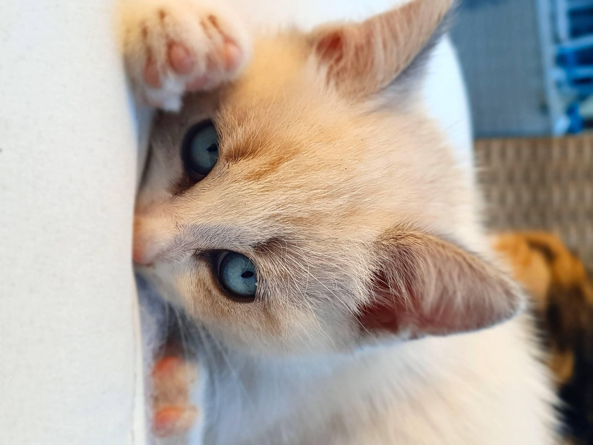 Cream a rejoint le concours — aidez-le/la à gagner de superbes lots ! carnivore, cat, domestic_short_haired_cat, ear, fawn, felidae, fur, paw, small_to_medium_sized_cats, snout, whiskers