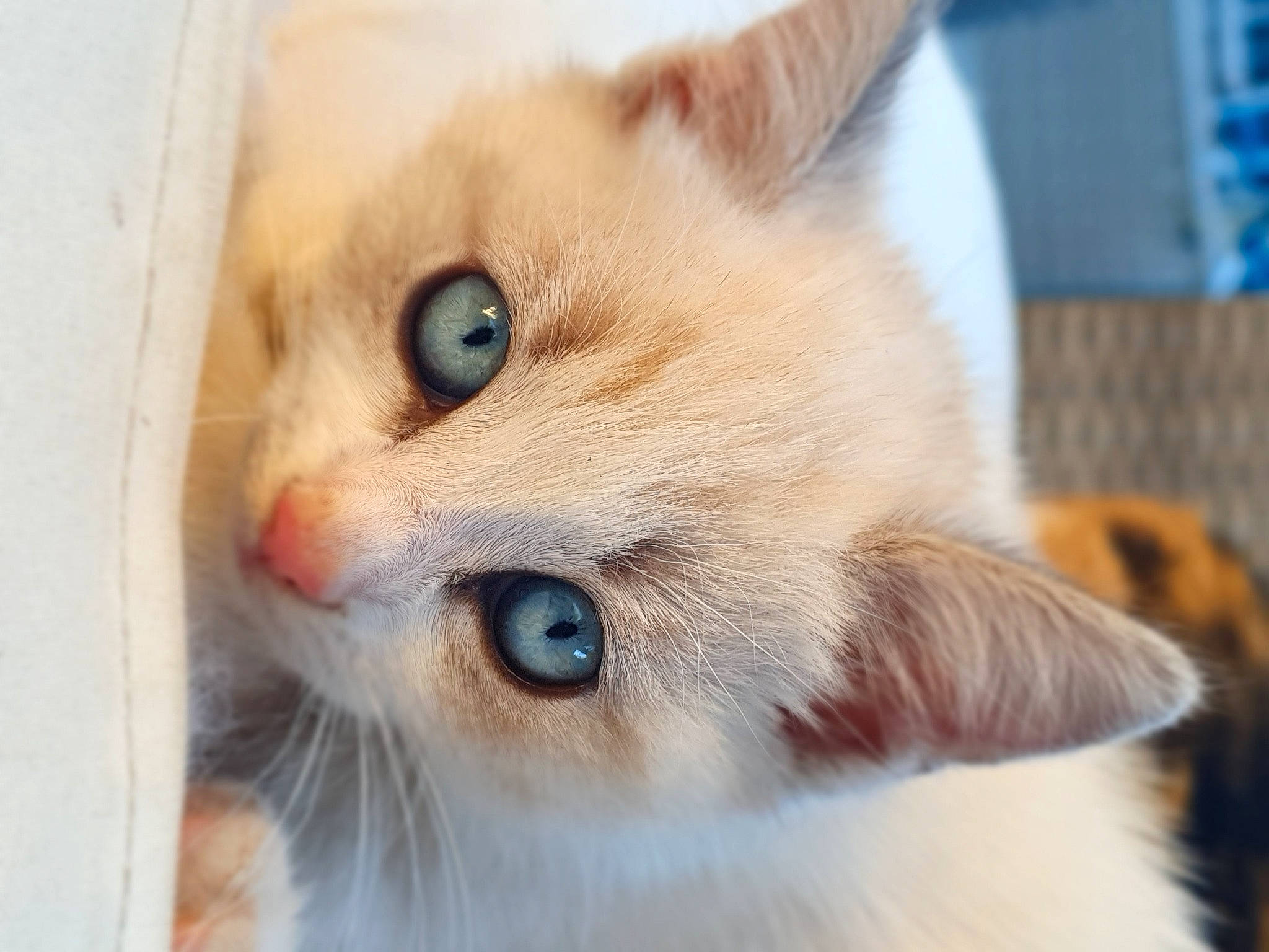 Cream participe au concours pour gagner de l'argent avec cette photo : balinese, carnivore, cat, close_up, domestic_short_haired_cat, ear, eye, fawn, felidae, fur, head, iris, paw, small_to_medium_sized_cats, snout, whiskers, window