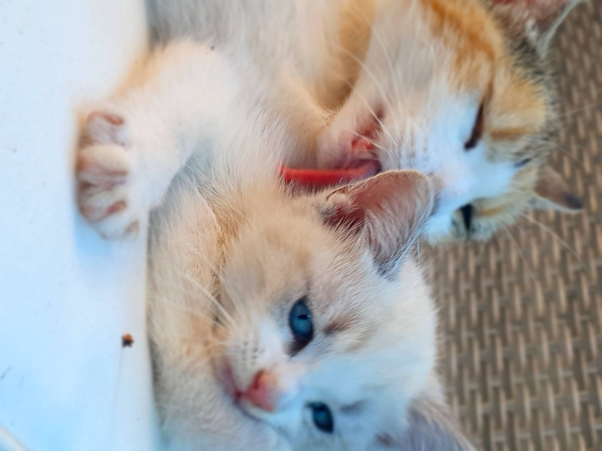 Cream a rejoint le concours — aidez-le/la à gagner de superbes lots ! carnivore, cat, claw, close_up, domestic_short_haired_cat, ear, fawn, felidae, fur, mammal, nap, paw, photography, small_to_medium_sized_cats, snout, tail, vertebrate, whiskers