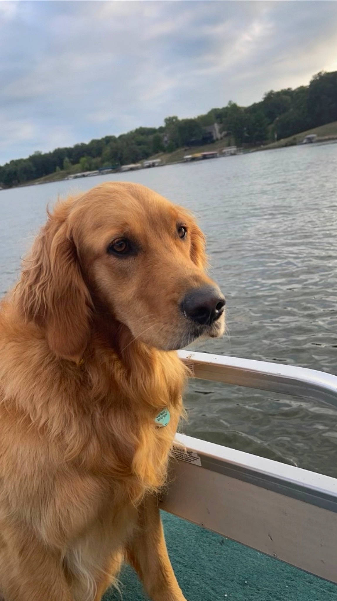 Sunny joined the competition — help win amazing prizes! boat, canidae, carnivore, cloud, companion_dog, dog, dog_breed, fawn, gun_dog, lake, lake_district, recreation, reservoir, retriever, sky, snout, sporting_group, tree, water, working_animal