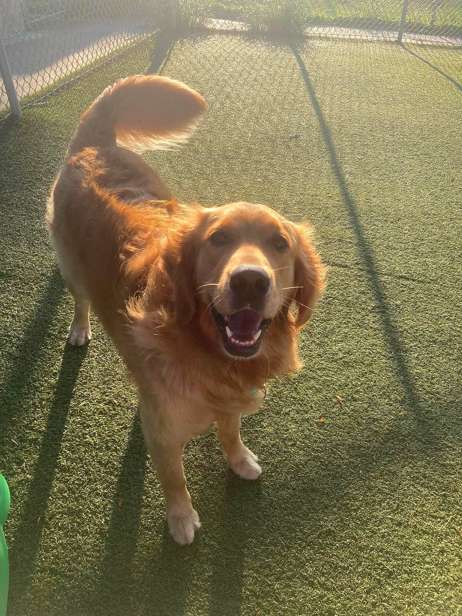 Sunny joined the competition — help win amazing prizes! asphalt, carnivore, collar, companion_dog, dog, dog_breed, dog_collar, fawn, fur, grass, gun_dog, liver, plant, retriever, road_surface, snout, sporting_group, tail, whiskers, working_animal