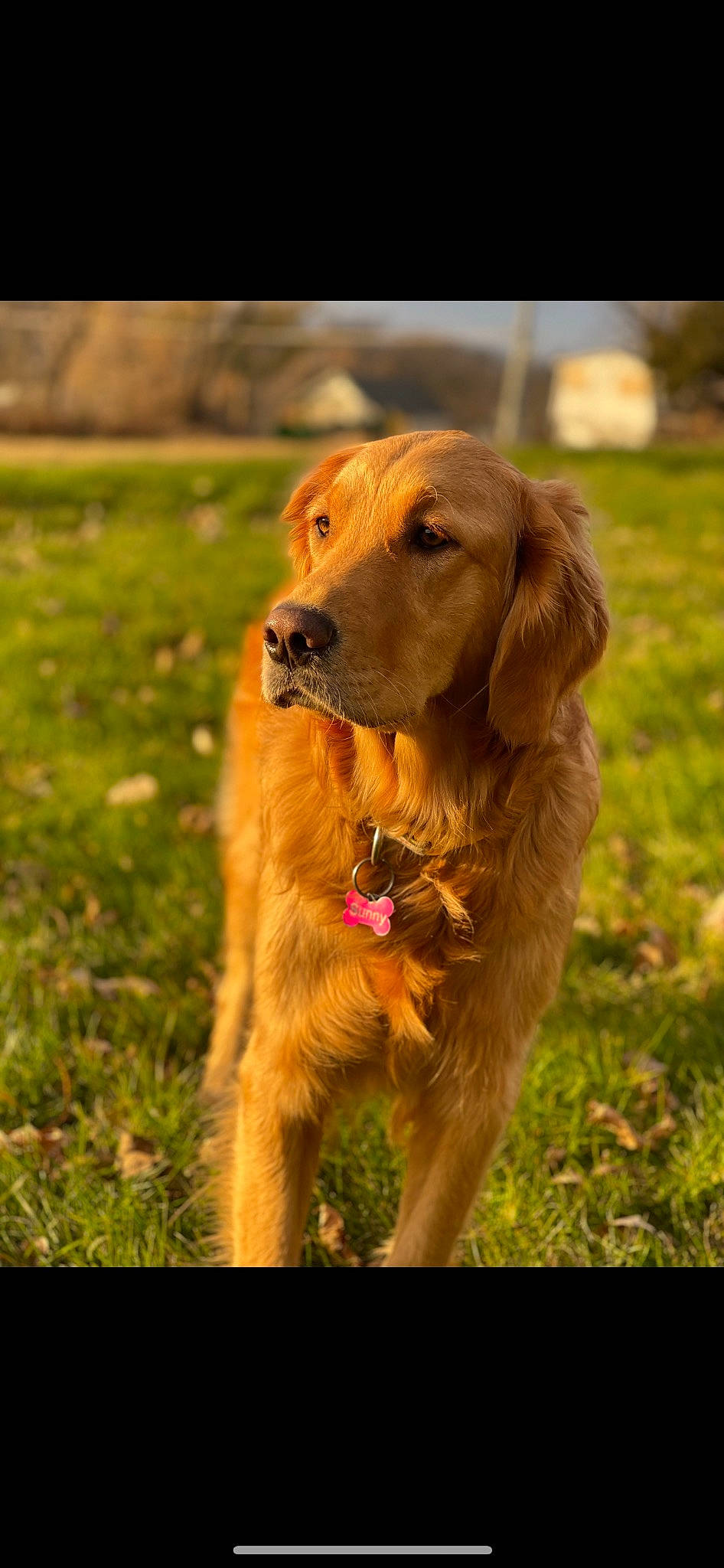 Sunny joined the competition — help win amazing prizes! ball, canidae, carnivore, collar, companion_dog, dog, dog_breed, fawn, fur, grass, gun_dog, hunting_dog, liver, plant, retriever, snout, sporting_group, working_animal, working_dog