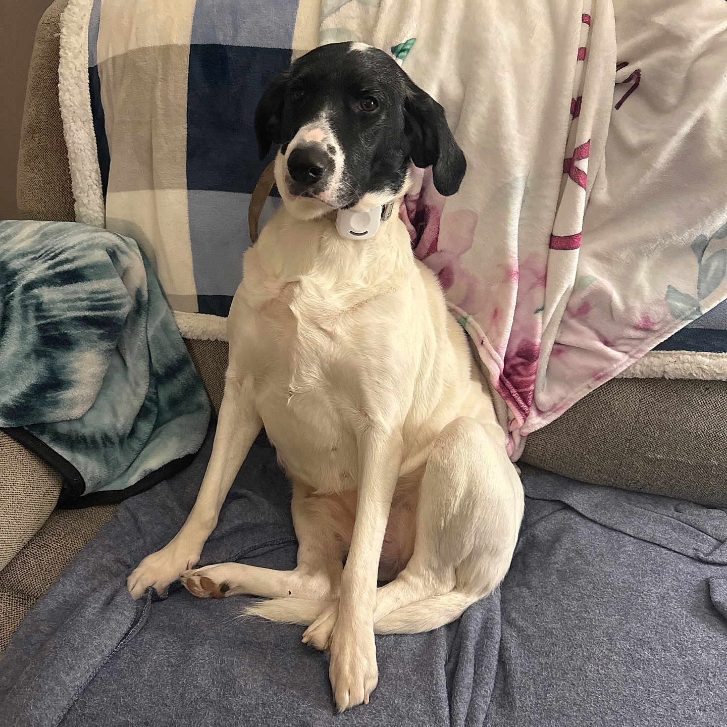 Reina is registered to the contest to win money with this photo: animal, architecture, blanket, building, canine, couch, cushion, dog, furniture, head, homedecor, hound, indoors, labradorretriever, linen, person, pet, pillow, pointer, puppy