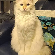 Bounty a rejoint le concours — aidez-le/la à gagner de superbes lots ! animal, blue_eyes, cat, cat_tree, cream_color, cute, decorative_pillow, domestic, floral_pattern, fluffy, fur, furniture, indoor, leather_chair, pet, portrait, relaxed, sitting, tail, whiskers