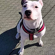 Naya Abero participe au concours pour gagner de l'argent avec cette photo : animal, black_spots, canine, close_up, companion, curious, daylight, dog, ears_up, friendly, looking_up, outdoor, pavement, pet, pink_harness, shadow, sitting, sunlight, texture, white_dog