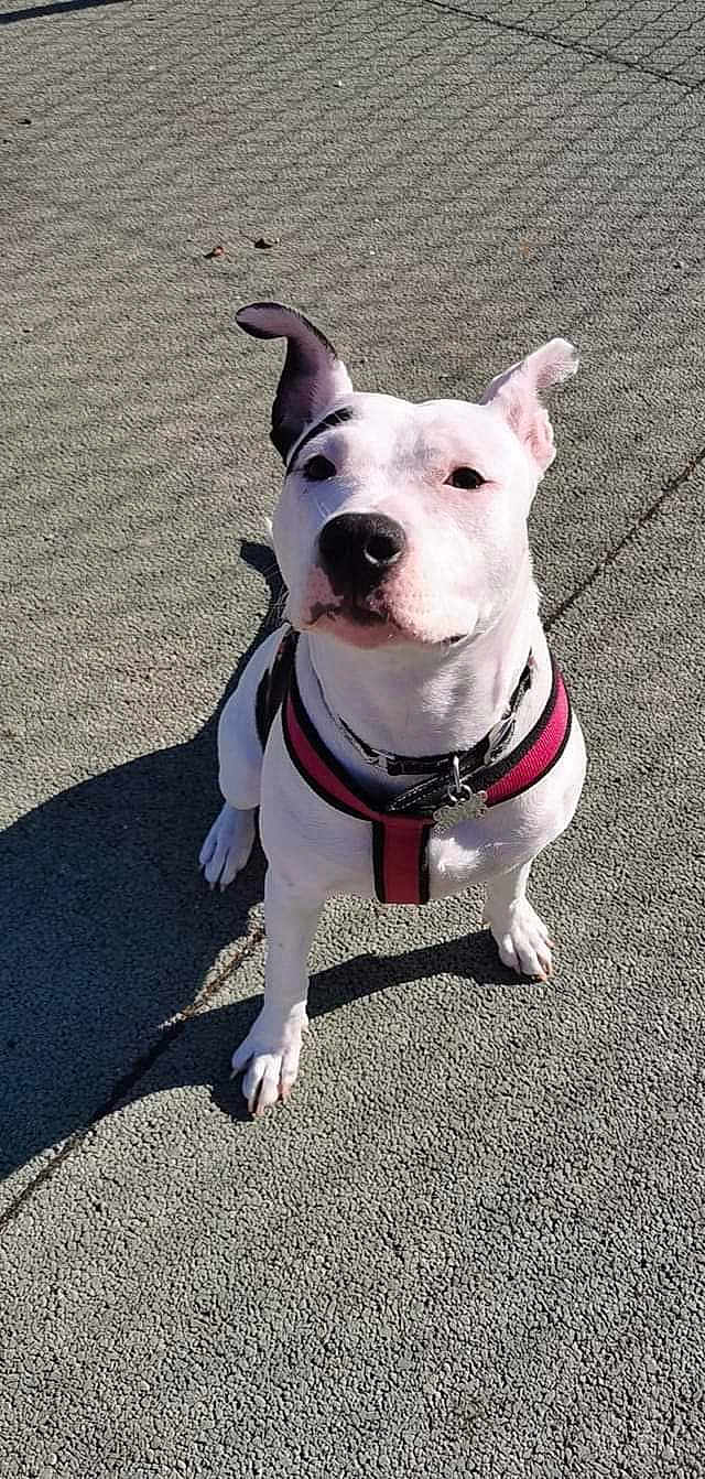 Naya Abero participe au concours pour gagner de l'argent avec cette photo : animal, black_spots, canine, close_up, companion, curious, daylight, dog, ears_up, friendly, looking_up, outdoor, pavement, pet, pink_harness, shadow, sitting, sunlight, texture, white_dog