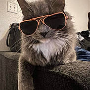 Kyra joined the competition — help win amazing prizes! cat, gray_cat, white_paw, sunglasses, indoor, couch, furniture, pet, animal, relaxed, close_up, whiskers, fur, domestic_cat, cute, portrait, cool, accessory, living_room, resting
