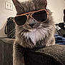 cat, gray_cat, white_paw, sunglasses, indoor, couch, furniture, pet, animal, relaxed, close_up, whiskers, fur, domestic_cat, cute, portrait, cool, accessory, living_room, resting