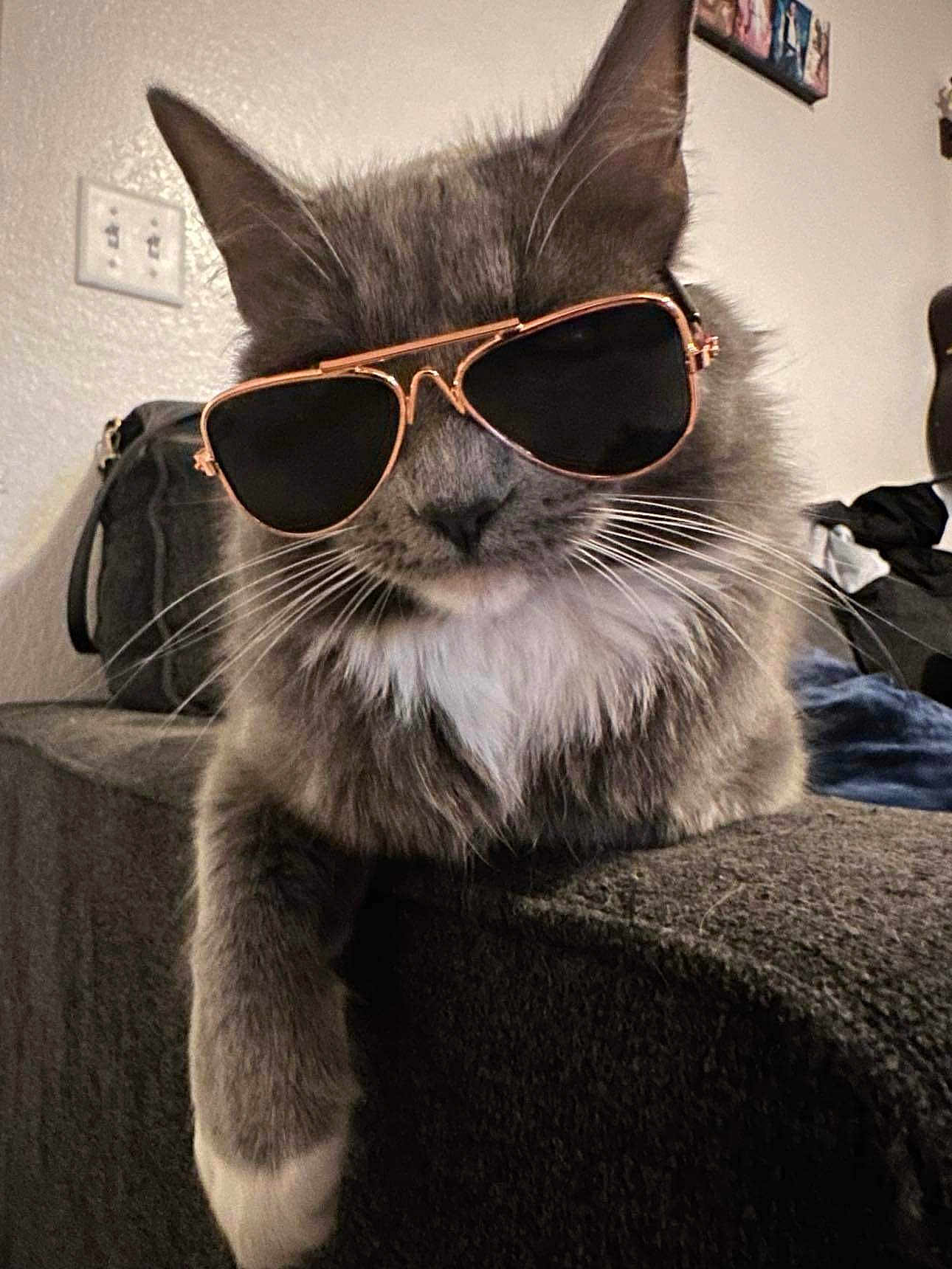 Kyra joined the competition — help win amazing prizes! cat, gray_cat, white_paw, sunglasses, indoor, couch, furniture, pet, animal, relaxed, close_up, whiskers, fur, domestic_cat, cute, portrait, cool, accessory, living_room, resting