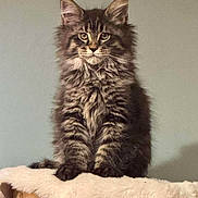 Yabou a rejoint le concours — aidez-le/la à gagner de superbes lots ! abyssinian, angora, animal, blanket, brasssection, cat, horn, kitten, manx, musicalinstrument, pet