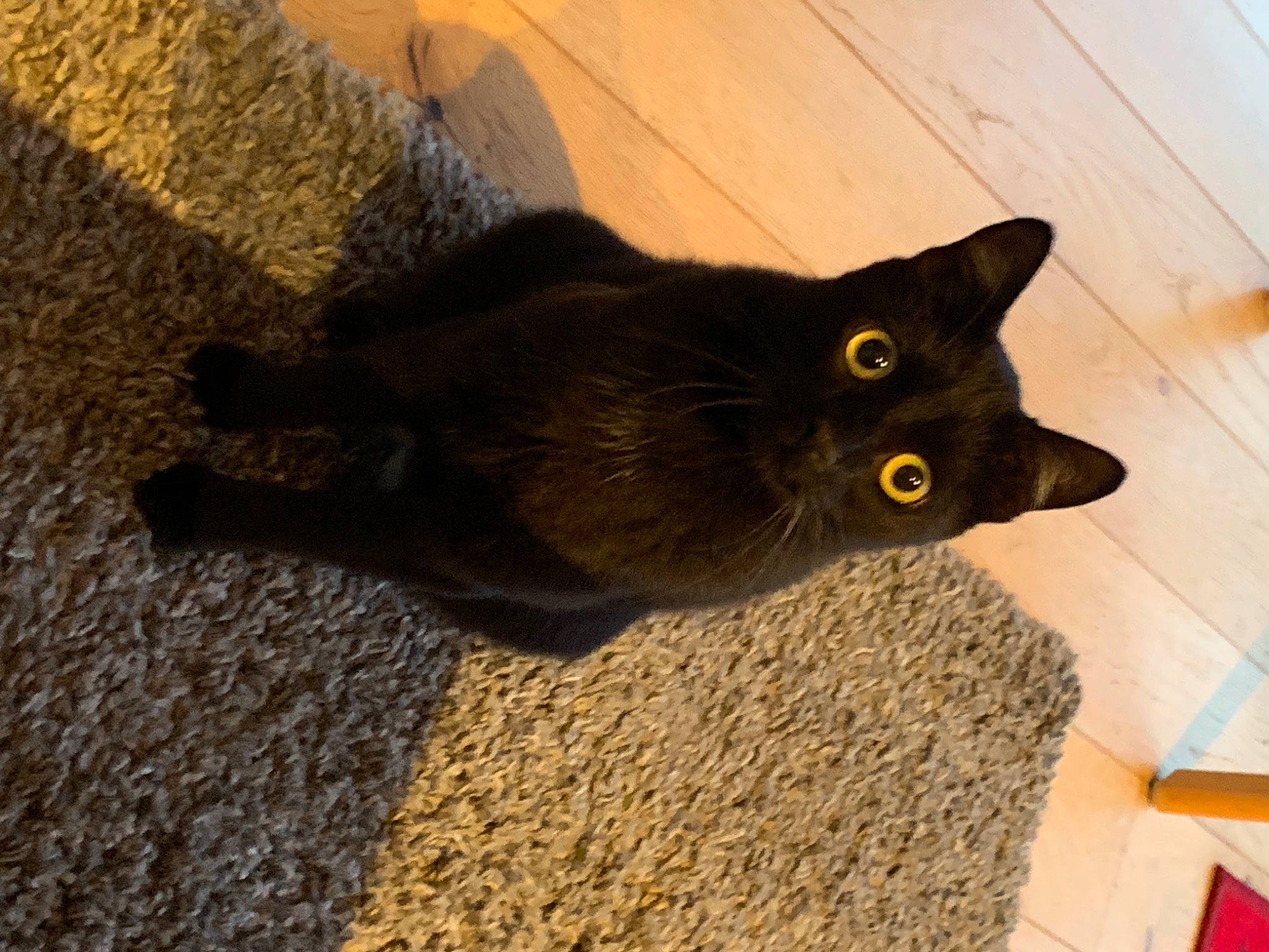 Spritz participe au concours pour gagner de l'argent avec cette photo : black_cat, bombay, british_shorthair, burmese, carnivore, cat, chartreux, domestic_short_haired_cat, felidae, floor, flooring, havana_brown, korat, russian_blue, small_to_medium_sized_cats, tail, whiskers, wood