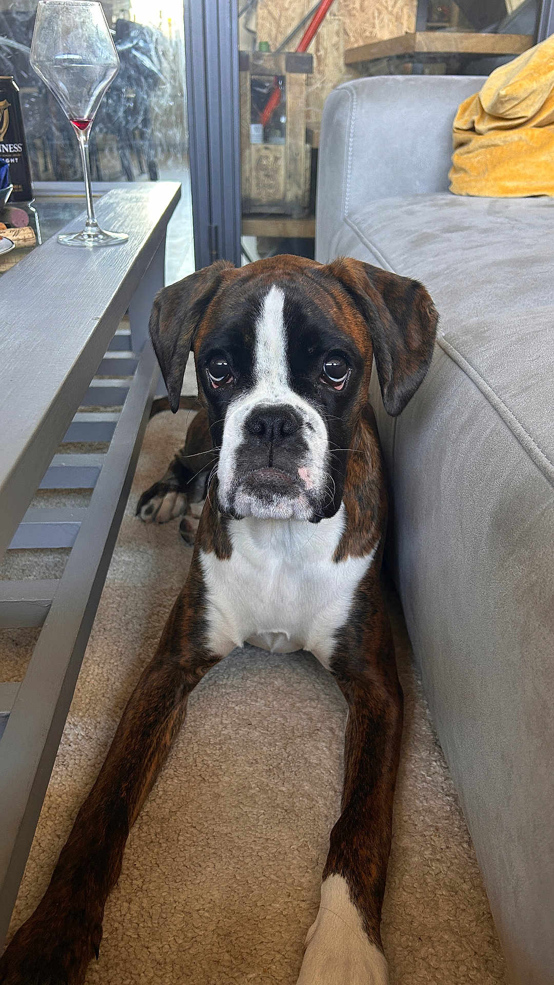 Venus a rejoint le concours — aidez-le/la à gagner de superbes lots ! dog, boxer, brindle, carpet, couch, table, glass, wine_glass, indoor, pet, animal, looking, lying_down, home, furniture, window, door, brown, white, black
