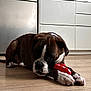 Venus a rejoint le concours — aidez-le/la à gagner de superbes lots ! dog, boxer, puppy, toy, red_toy, wooden_floor, kitchen, appliances, cabinet, floor, pet, indoor, animal, chewing, brown_dog, white_markings, relaxed, cute, domestic, laying_down