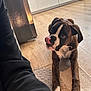 Venus participe au concours pour gagner de l'argent avec cette photo : dog, boxer, puppy, kitchen, floor, mat, wooden_floor, white_cabinets, tongue_out, pet, domestic_animal, curious, playful, front_paws, indoor, person_arm, black_sleeve, modern_kitchen, home, cute