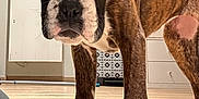 Venus participe au concours pour gagner de l'argent avec cette photo : dog, puppy, boxer, indoor, wooden_floor, curious, brown, white_paws, pet, animal, close_up, floor, young_dog, canine, domestic, companion, front_legs, portrait, household, cute