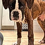 dog, puppy, boxer, indoor, wooden_floor, curious, brown, white_paws, pet, animal, close_up, floor, young_dog, canine, domestic, companion, front_legs, portrait, household, cute
